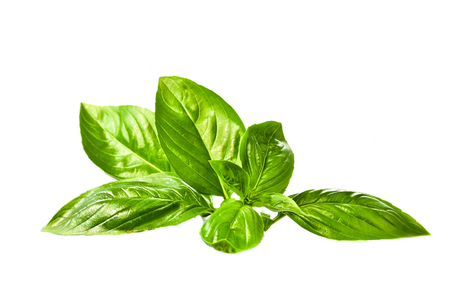 Sweet basil leaves on white backgroundの写真素材