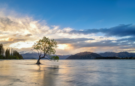 Lake Wanaka on sunset, wanaka tree New Zealandの写真素材