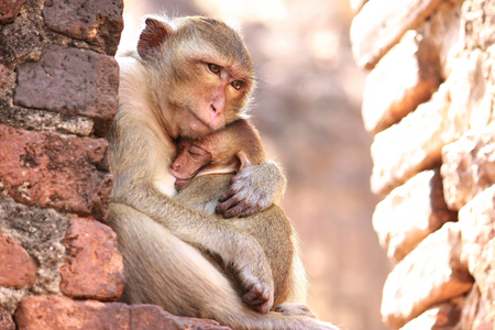 Mother Monkey Hug Babyの写真素材