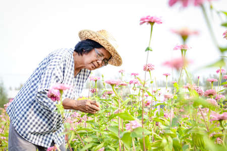 An elderly Asian woman stands in a flower garden enjoying life after retirement. Concepts of the elderly community, health careの写真素材