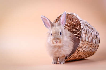Cute rabbit with long ears, light brown fur sitting in a wooden basket. Easter concept. Taking care of sick animals. Orange backgroundの写真素材