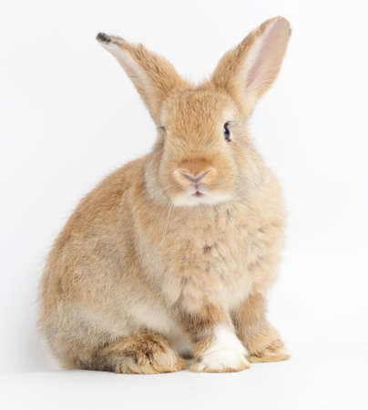 Cute little brown rabbit On a white background. The concept of mammals and Easter.  isolatedの写真素材
