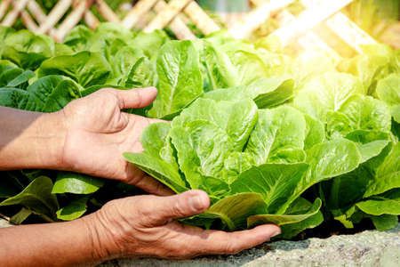 Farmers' hands hold organic green salad vegetables in the plot. Concept of healthy eating, non-toxic food, growing vegetables to eat at homeの写真素材