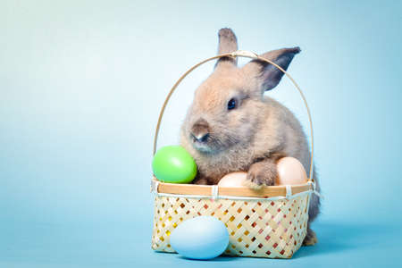 Cute rabbit, light brown fur with Easter eggs, blue background