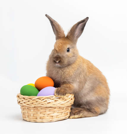 Brown little rabbit standing on a basket with an Easter egg on a white background. Festival conceptの写真素材