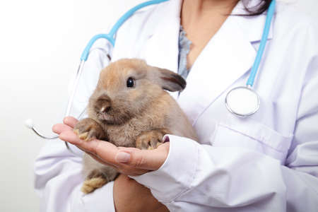 The vet carried the little brown rabbit for a checkup every month. Concept of pets, prevention of germs to humansの写真素材