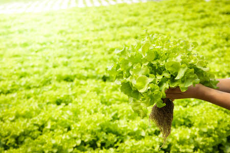 Female farmers hold organic salad vegetables in the greenhouse. Grown with hydroponic systems Modern technologyの写真素材