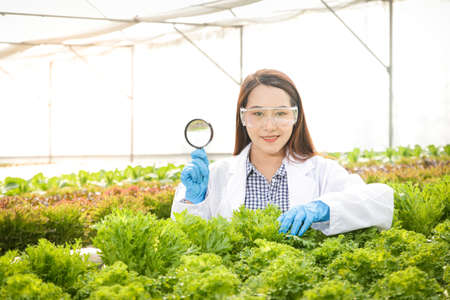 A researcher with a magnifying glass To study vegetables grown with hydroponic systems and AB fertilizer added into the water system. Healthy food concept, non-toxicの写真素材