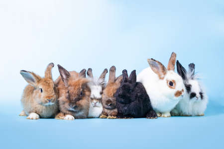 A group of cute little bunny On the floor, light blue backdrop. Mammal Concepts and Easter Festival....
