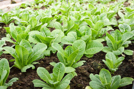 Organic salad vegetables are non-toxic on an outdoor farm. Healthy eating ideasの写真素材