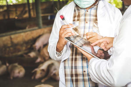 The research team recorded data to control, prevent and treat animal diseases. Entering the pig farm without foot and mouth disease. Concepts of the Department of Livestock Efficiencyの写真素材