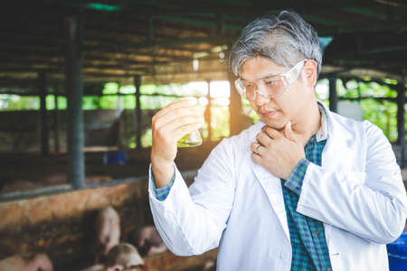 Pig disease researchers hold a chemical experiment bottle to help farmers develop vaccines. Prevent epidemics Ranch conceptの写真素材