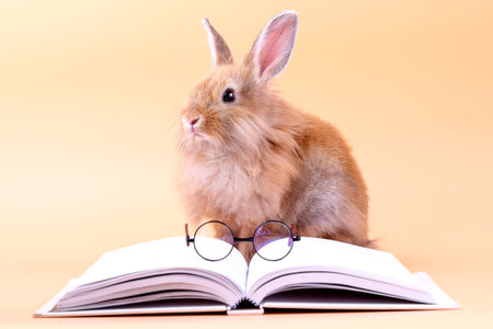 Cute rabbit sitting on a white book with glasses placed. Easter holidayの写真素材