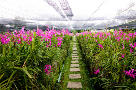 Pink orchid flowers in the garden have space to write messages.の写真素材