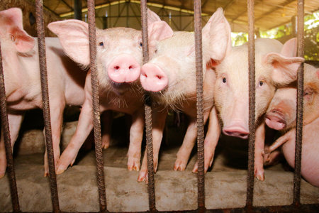 Small piglet, pink skin, use nose to smell outside the fence. Mammal farm animalsの写真素材