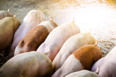 Many small piglets Eating food on a farmの写真素材