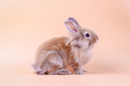 The brown furry little rabbit is on an orange background in the studio.