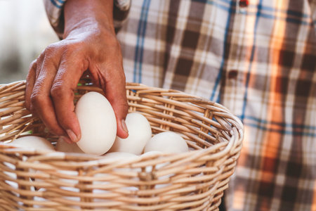 Farmers hold many duck eggs in a basket to be eaten as food.の写真素材