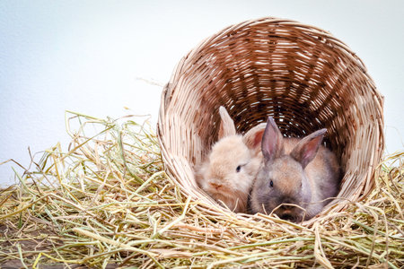 Two little rabbits huddled in a wooden basket on the hay.の写真素材