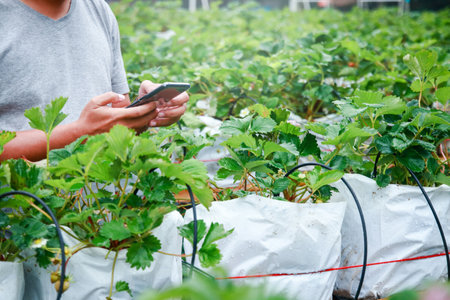 Young gardeners work with mobile phones in strawberry orchards. Small business concept