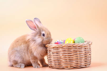 Brown little rabbit stands on a basket with Easter eggs. It is eating dry grass.の写真素材