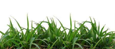 Green grass on a white background. isolatedの写真素材