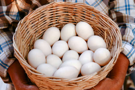 Farmers hold many duck eggs in a basket to be eaten as food.