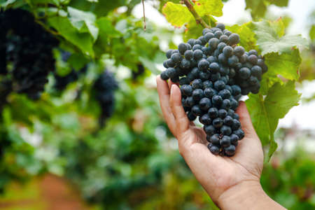 The hands of the gardeners catch the bunch of black grapes to check the quality.の写真素材