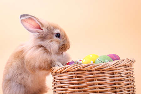 Brown little rabbit stands on a basket with Easter eggs. It is eating dry grass.