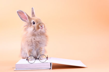 Cute rabbit sitting on a white book with glasses placed. Easter holidayの写真素材