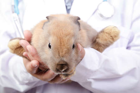 The vet carried the little brown rabbit for a checkup every month. Concept of pets, prevention of...