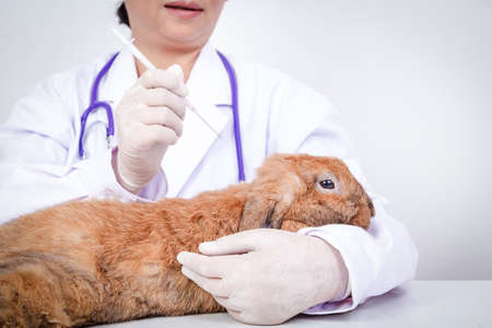 Vet injections against ticks, fleas, fur mites, fungi or leprosy. Give a little brown rabbit. The concept of pets protect against pathogens to humans. white backgroundの写真素材