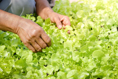 Elderly farmers hands hold green organic salad vegetables in the plot on the ground. Take care of...