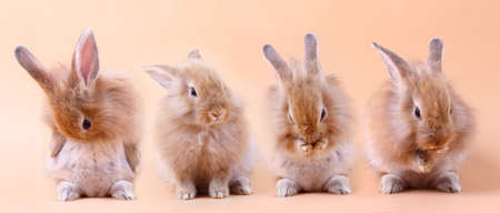 4 cute little rabbits standing on an orange backdropの写真素材