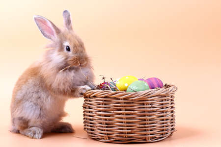 Brown little rabbit stands on a basket with Easter eggs. It is eating dry grass.の写真素材