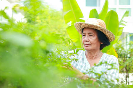 happy asian elderly woman Make a garden and plant trees at home. social distance Prevent Covid-19. Health care concepts for seniors, life after retirement.の写真素材