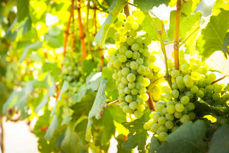 View of wine vineyards. Harvest white grapes to make white wine. Help reduce the amount of bad fat. Agricultural concepts.の写真素材