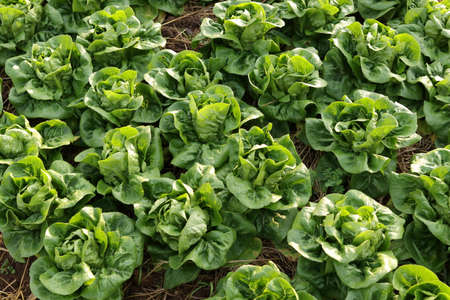 Organic and non-toxic vegetable growing on soil. Vegetable salad farm with beautiful colors, clean, fresh and safe. Organic farming concept. healthy foodの写真素材