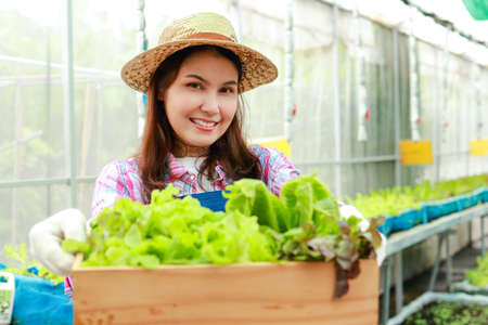Beautiful smiling Asian woman doing organic farming. Growing organic vegetables in outdoor greenhouses She holds a wooden box of fresh vegetables. Healthy eating.の写真素材