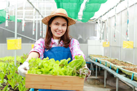 Beautiful smiling Asian woman doing organic farming. Growing organic vegetables in outdoor greenhouses She holds a wooden box of fresh vegetables. Healthy eating.の写真素材