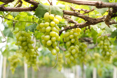 Close-up photo of green grapes. Organic vineyard farming concept. Golden yellow green grapes, sweet taste, fragrant, crispy, fresh from the tree.の写真素材
