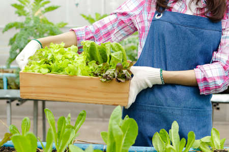 Beautiful smiling Asian woman doing organic farming. Growing organic vegetables in outdoor greenhouses She holds a wooden box of fresh vegetables. Healthy eating.の写真素材