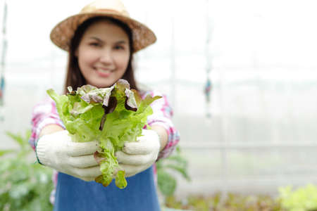 Asian female farmers grow organic lettuce in greenhouses. Hold vegetables to inspect produce for distribution. The concept of organic farming Clean and safe. healthy food. copy spaceの写真素材
