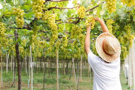 Close-up photo of green grapes. Workers use scissors to cut a bunch of fresh green grapes from the tree. Organic vineyard farming concept. Modern agriculture. organic food. copy spaceの写真素材