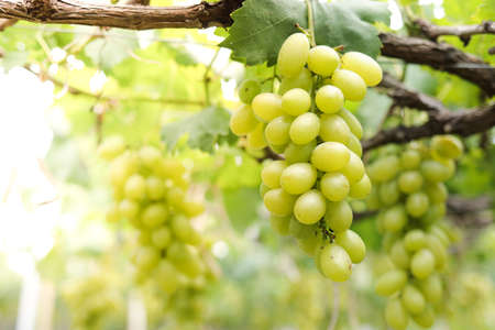 Close-up photo of green grapes. Organic vineyard farming concept. Golden yellow green grapes, sweet taste, fragrant, crispy, fresh from the tree.の写真素材