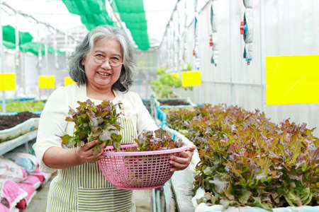 elderly women farming Grow organic lettuce in a small greenhouse. agricultural concept Healthy food. Jobs of the elderly in retirement ageの写真素材