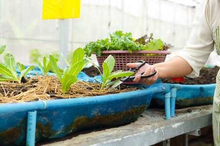 elderly women farming Grow organic lettuce in a small greenhouse. Use scissors to cut salad greens. agricultural concept Healthy food. Jobs of the elderly in retirement ageの写真素材