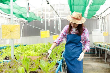 Asian women do organic farming. She grows vegetables in the greenhouse. Agribusiness concept, organic food. Watching health, eating healthy foodの写真素材