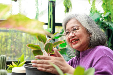 Asian elderly woman at home She smiles happily to be able to plant trees and take care of them, soothing the mind and good health. The concept of living for the elderly in retirementの写真素材