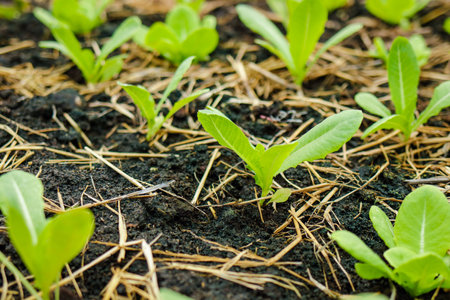 Organic lettuce or green lettuce is planted in an outdoor greenhouse. Agricultural concepts for healthy food. organic vegetablesの写真素材
